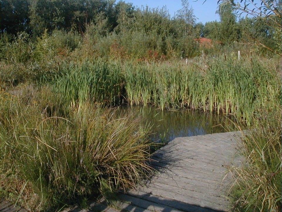 photographie de la mare pédagogique du CENH